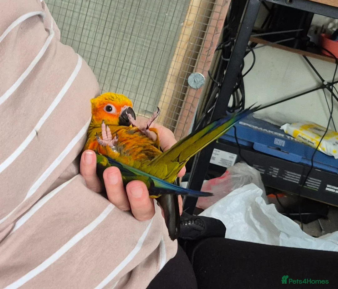 Conures birds for sale: Sun conure  - Advert 8