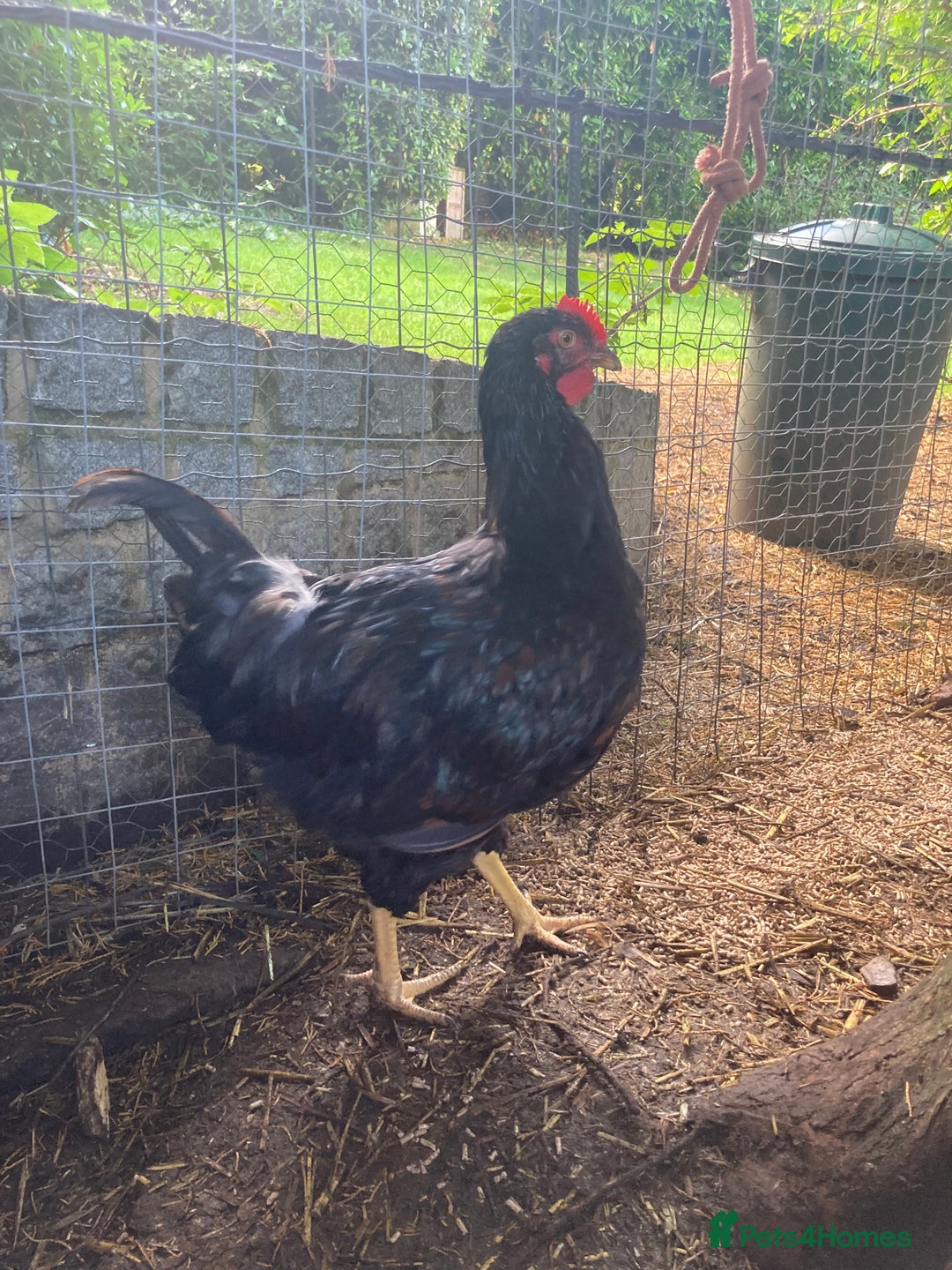 Chickens poultry for sale: Welsummer, Barnevelder & Barnevelder X Cockerels - Image 2