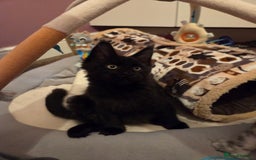 Maine Coon cats for sale: TICA reg Maine coon kittens - Image 2