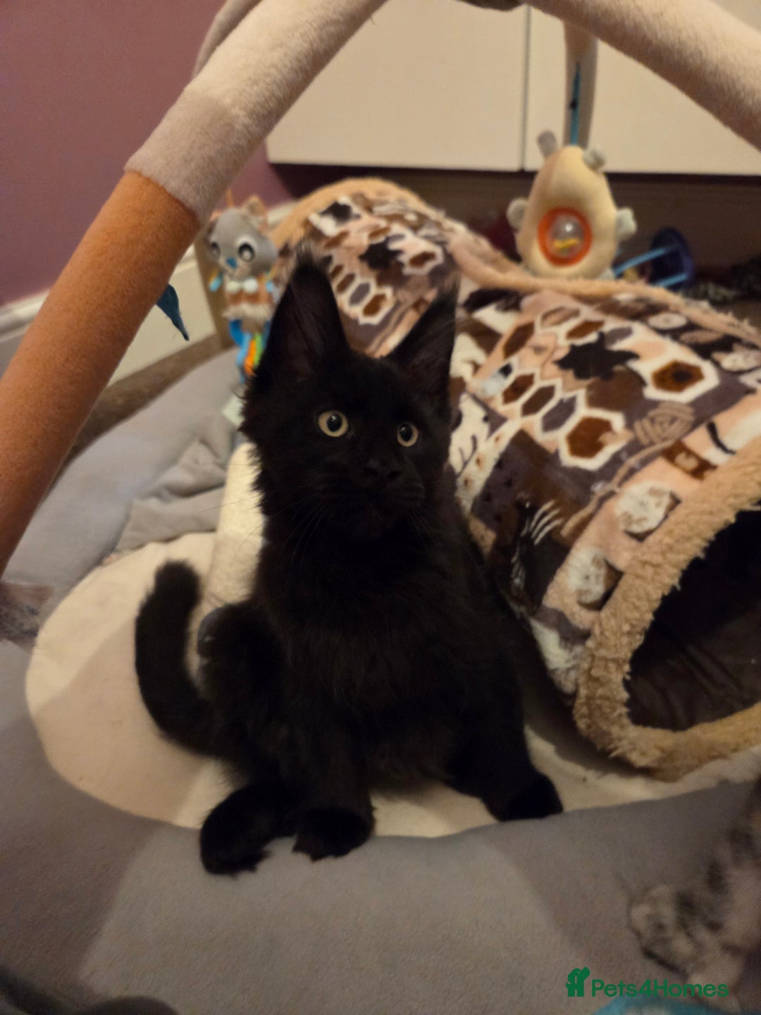 Maine Coon cats for sale: TICA reg Maine coon kittens - Image 2