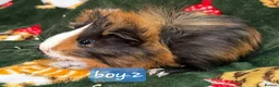 Guinea Pig rodents for sale: Young guinea pigs - Advert 5