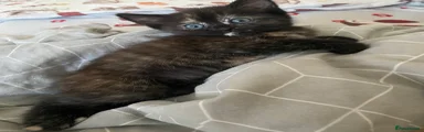 British Longhair 5