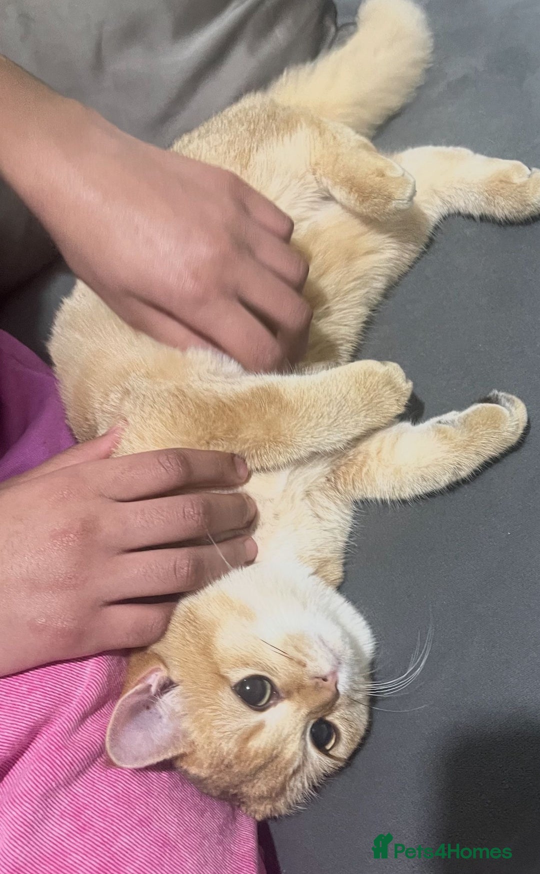 British Shorthair cats for sale: Registered British short hair (kittens) - Advert 3