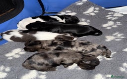 Yorkshire Terrier dogs for sale: Colourful Biewer Yorkshire terriers  - Advert 8