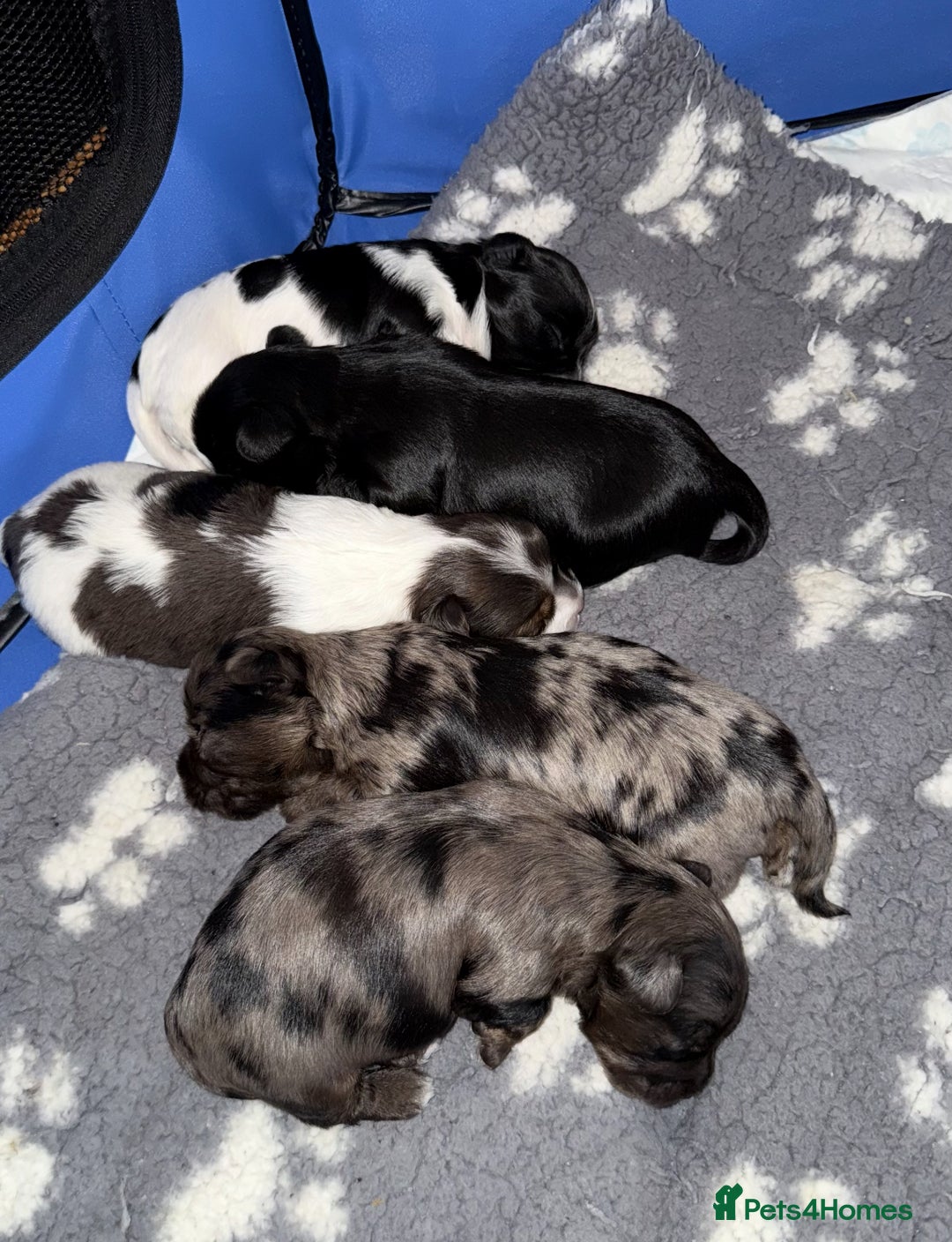 Yorkshire Terrier dogs for sale: Colourful Biewer Yorkshire terriers  - Advert 8