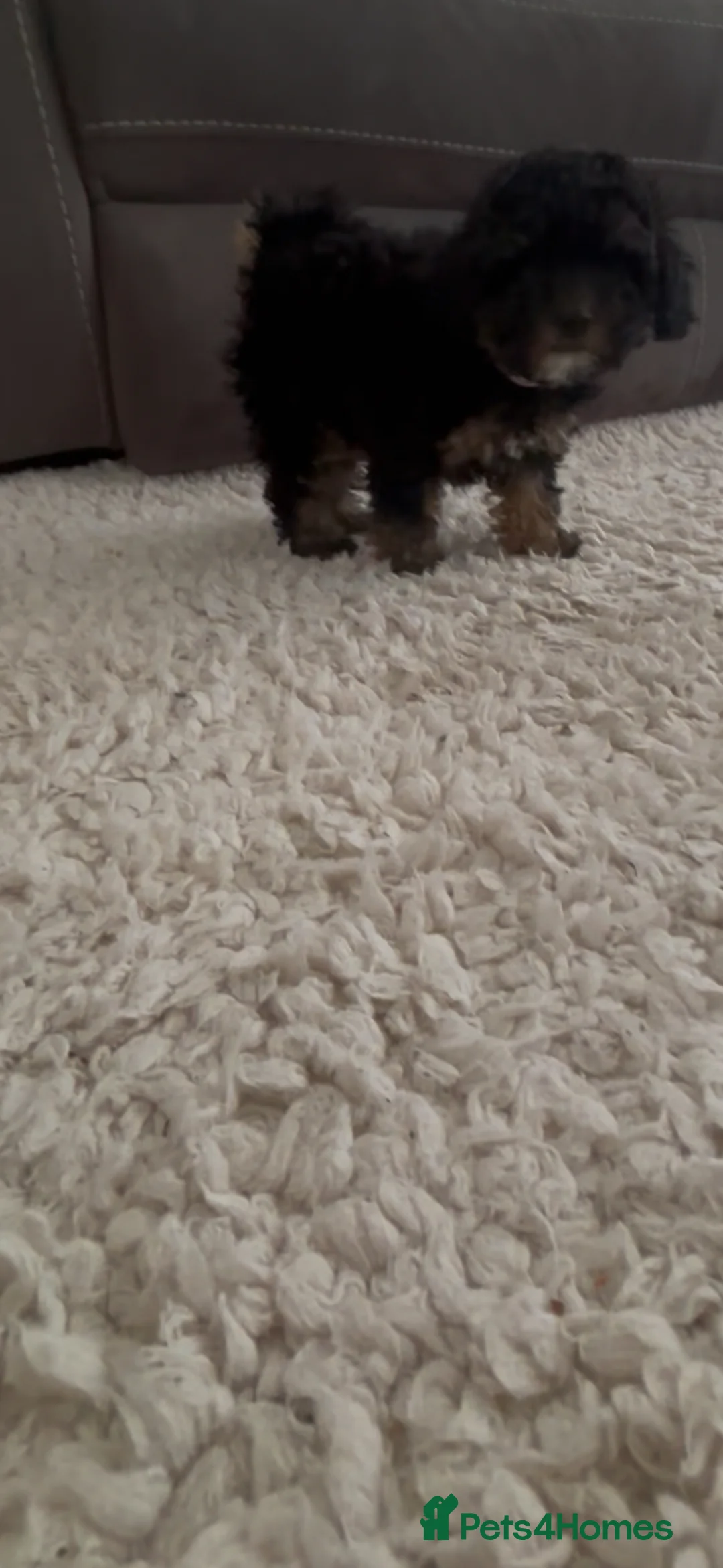 Toy Poodle dogs for sale: Toy poodle puppy female 💕 - Advert 2