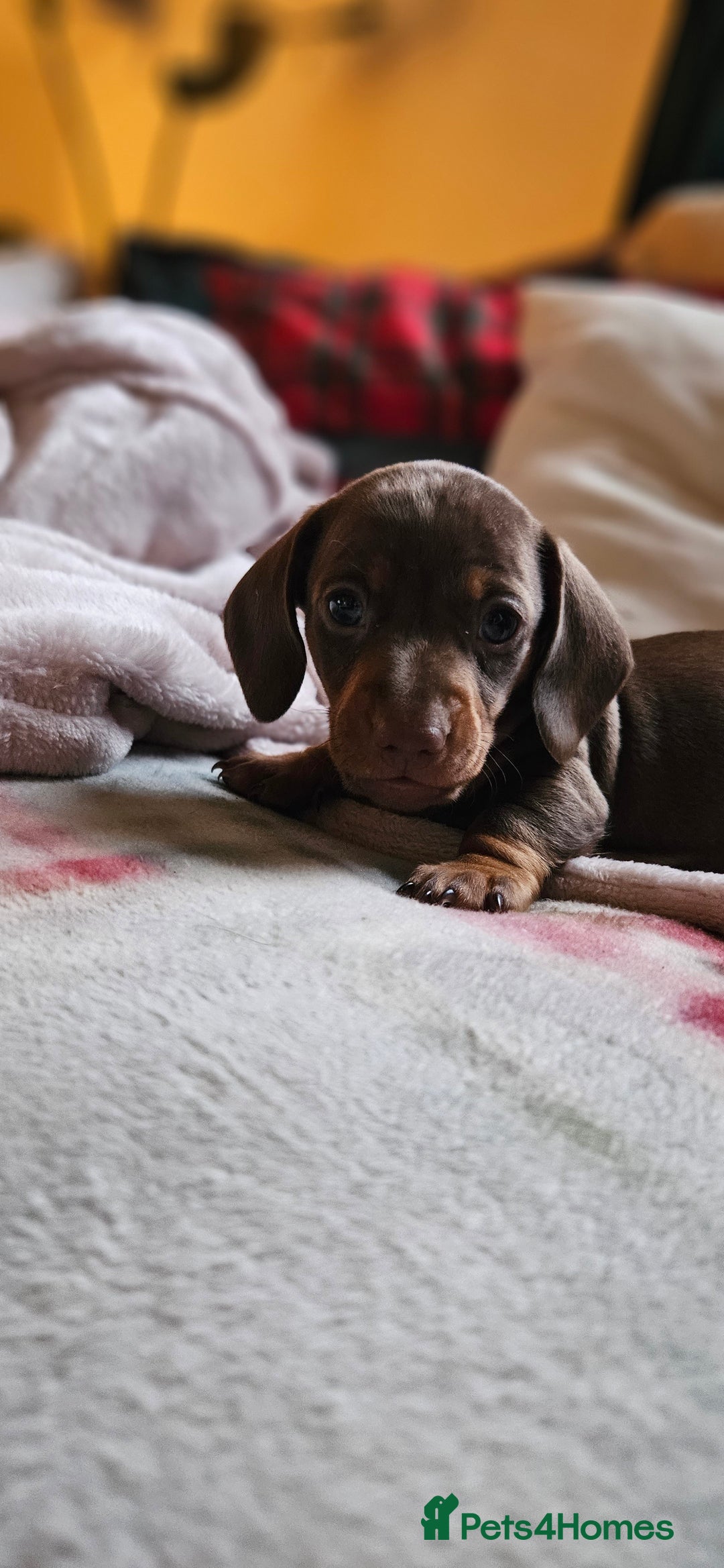 Miniature Dachshund dogs for sale: 4 miniature dachshund puppies for sale - Advert 2