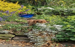 Cockapoo dogs for sale: Cockapoos F1 kc reg parents  in Craven Arms - Image 4