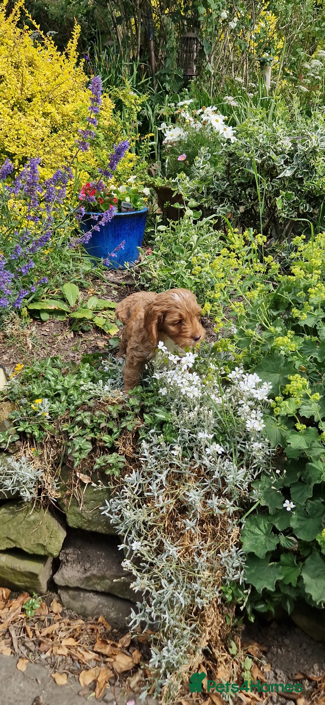 Cockapoo dogs for sale: Cockapoos F1 kc reg parents  in Craven Arms - Image 4