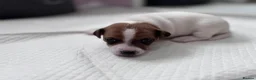 Jack Russell dogs for sale: Beautiful Jack Russell Puppies for Sale 🐶 - Advert 10
