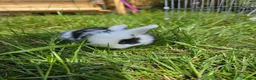 Mini Lop rabbits for sale: 4 Purebred Mini Lop kits for sale - Advert 9