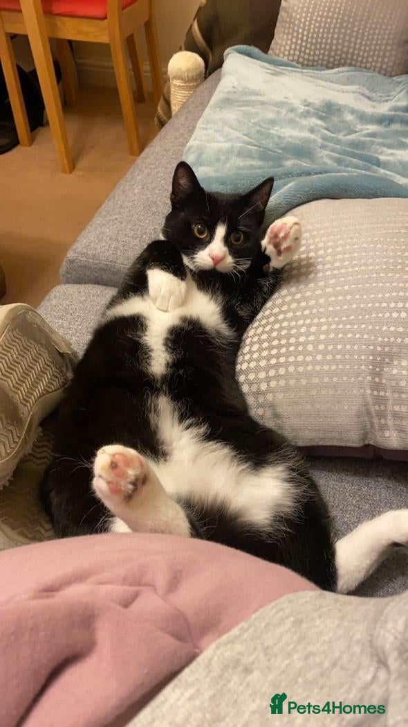 Mixed Breed cats Finnley - Advert 1