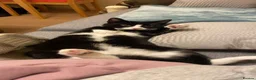 Mixed Breed cats for sale: Finnley - Advert 1