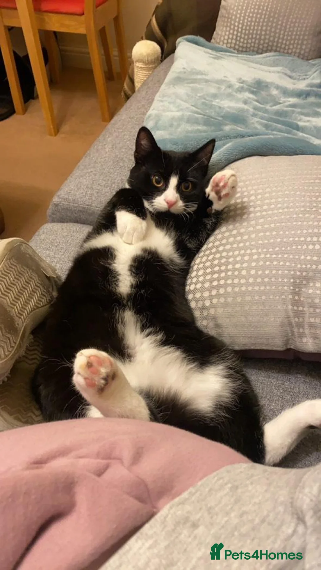 Mixed Breed cats for sale: Finnley - Advert 1
