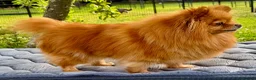 Pomeranian dogs for adoption: Juliet – Female Pomeranian (Young Rescue) - Advert 5
