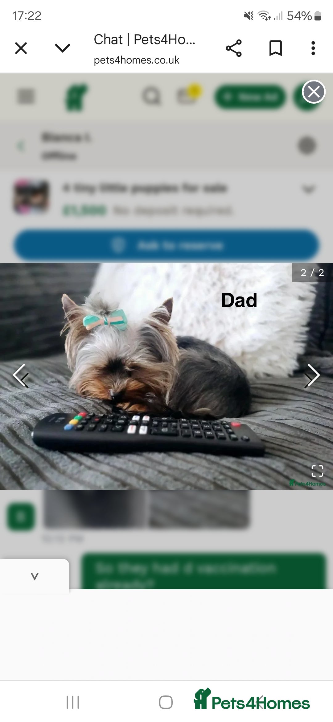 Yorkshire Terrier dogs for sale: Tiny gorgeous baby boys - Image 28