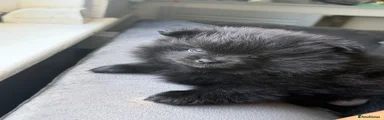 Luna solid black puppy