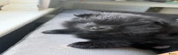 Pomeranian dogs for sale: Adorable Pomeranian Puppies Merle, Sable & Black - Advert 23