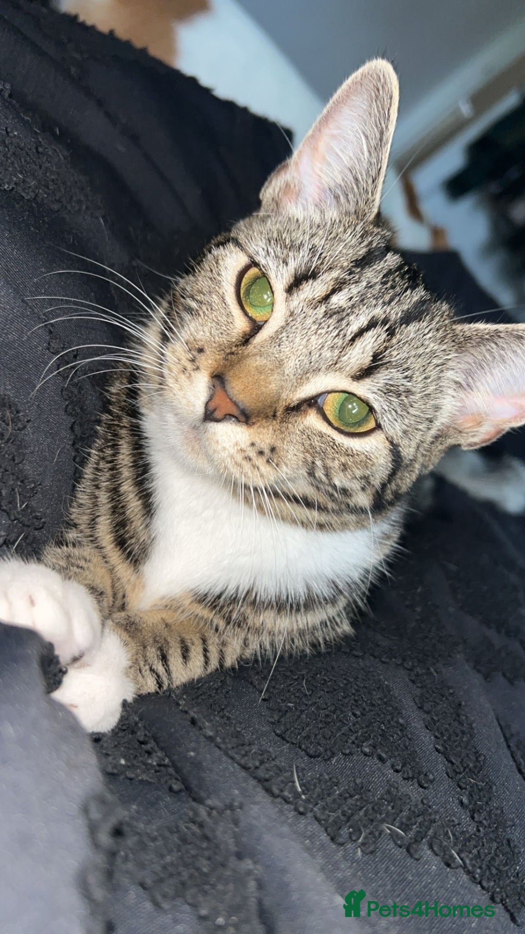 Domestic Shorthair cats Female tabby cat for sale  - Advert 1