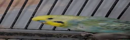 Budgerigars birds for sale: 2 male budgies (need to go together) in Sheffield - Advert 2
