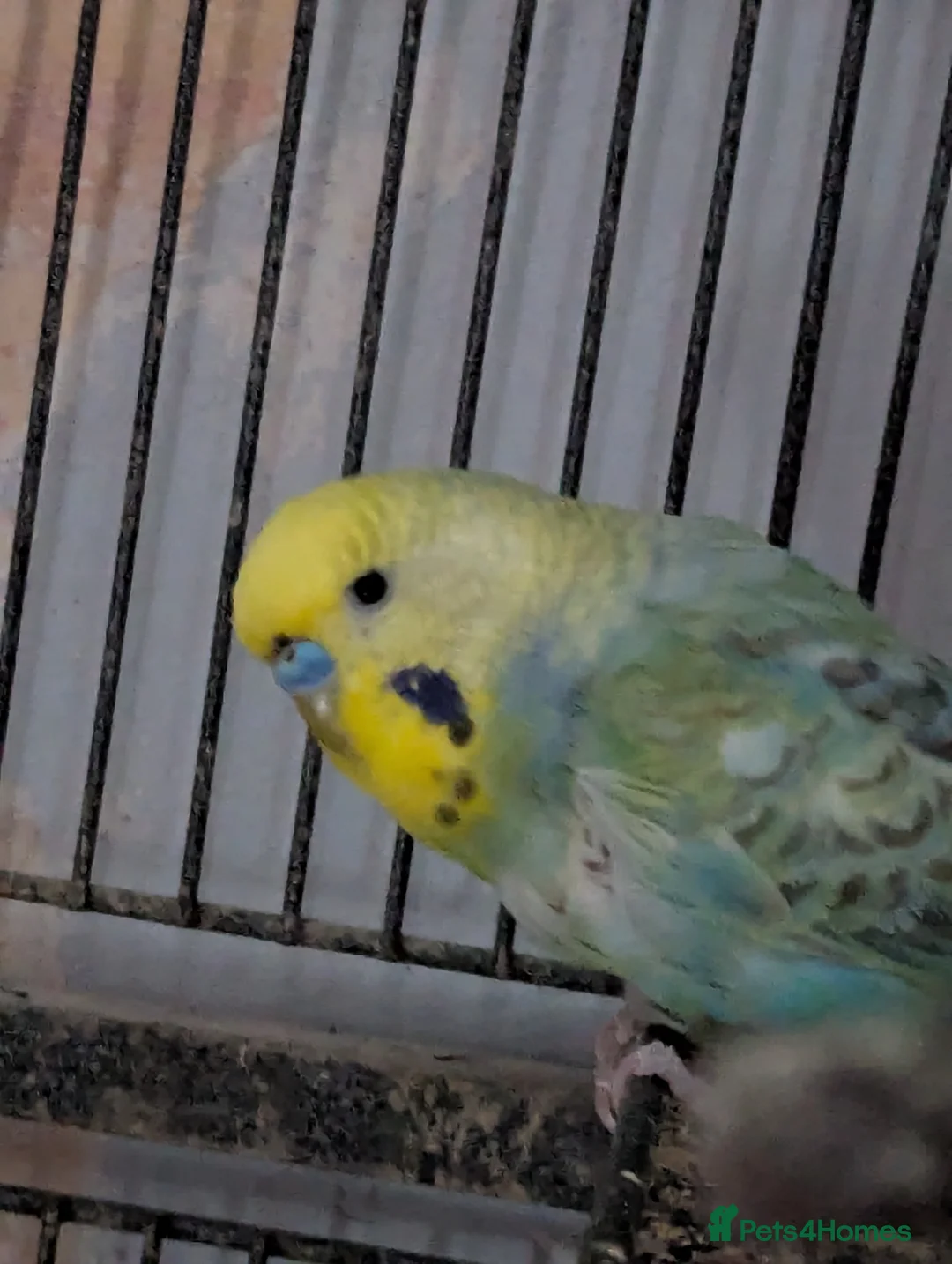 Budgerigars birds for sale: 2 male budgies (need to go together) in Sheffield - Advert 2