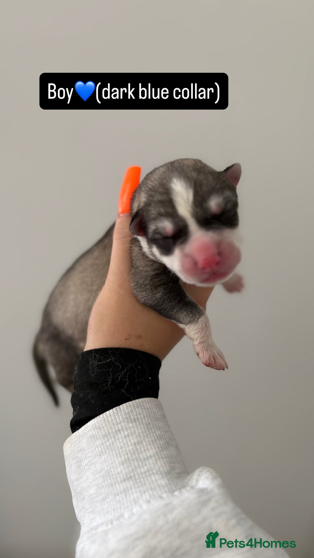 Siberian Husky dogs for sale: Husky puppies - Image 13