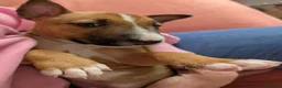 English Bull Terrier dogs for sale: Re advertised due to unforeseen circumstances  in Bishop Auckland - Advert 6