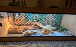 Bearded Dragon reptiles for sale: Bearded dragon looking for new home asap - Advert 1