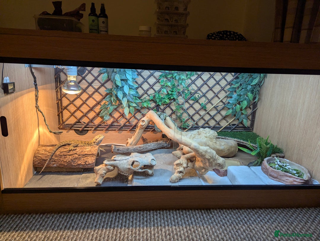 Bearded Dragon reptiles for sale: Bearded dragon looking for new home asap - Advert 1