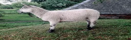 Sheep livestock for sale: 5 Sheep for Pet Home Only - Advert 2