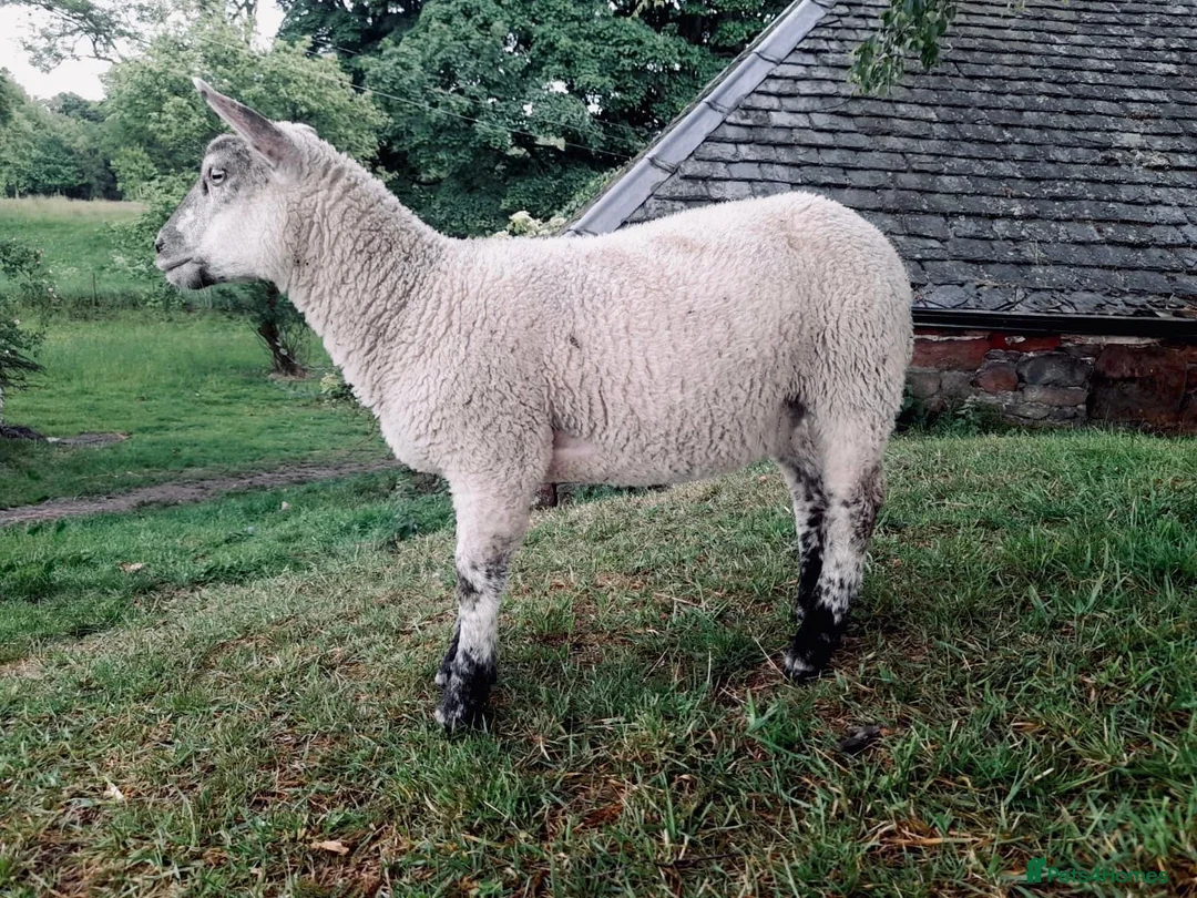 Sheep livestock for sale: 5 Sheep for Pet Home Only - Advert 2
