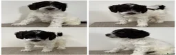 Sproodle dogs for sale: 2 Beautiful Sproodle Puppies - READY NOW - Advert 12