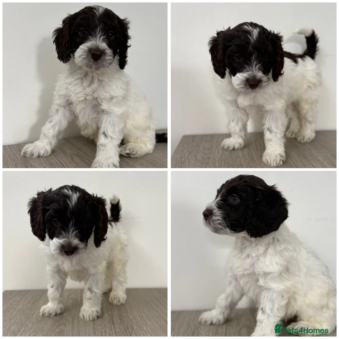 Sproodle dogs for sale: 2 Beautiful Sproodle Puppies - READY NOW - Advert 12