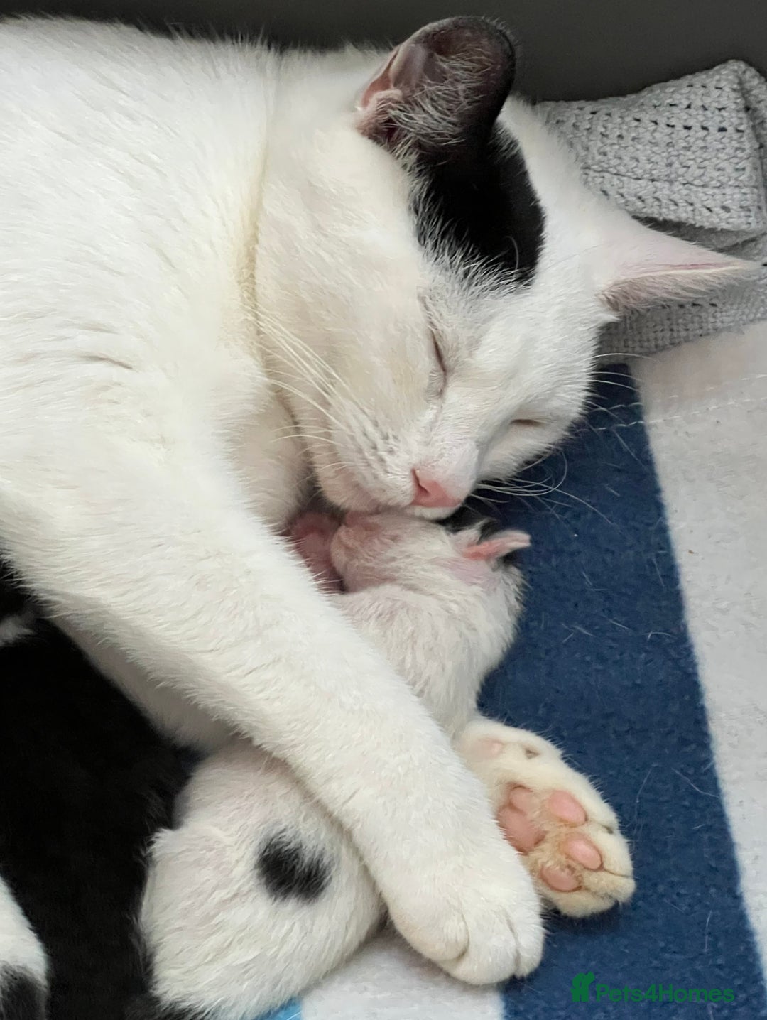Mixed Breed cats for sale: ❤️*Blue/white & black/white friendly kittens*❤️ - Image 26