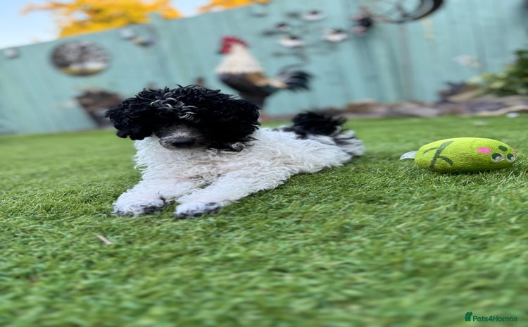 Toy Poodle dogs - Advert 1