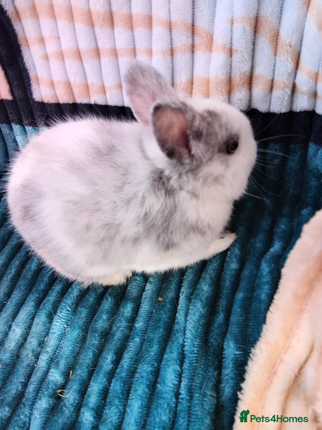 Netherland Dwarf rabbits for sale: Baby Netherland Dwarf rabbits  in Bodmin - Advert 1