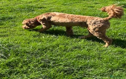Goldendoodle dogs for sale: 11-month-old male Goldendoodle - Image 5