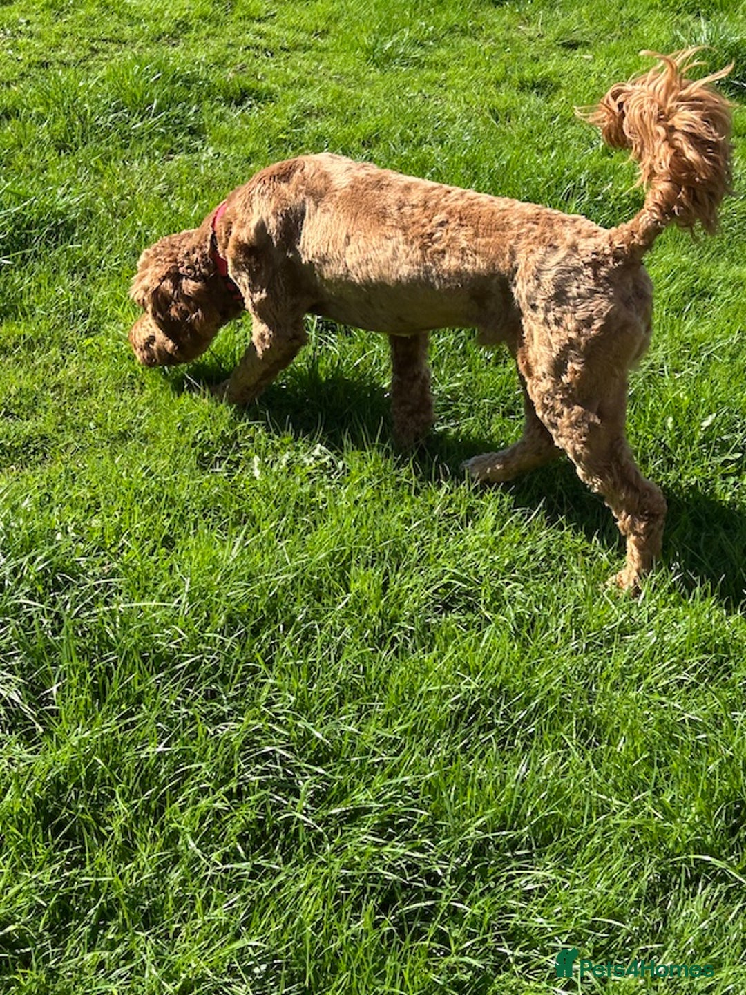 Goldendoodle dogs for sale: 11-month-old male Goldendoodle - Image 5