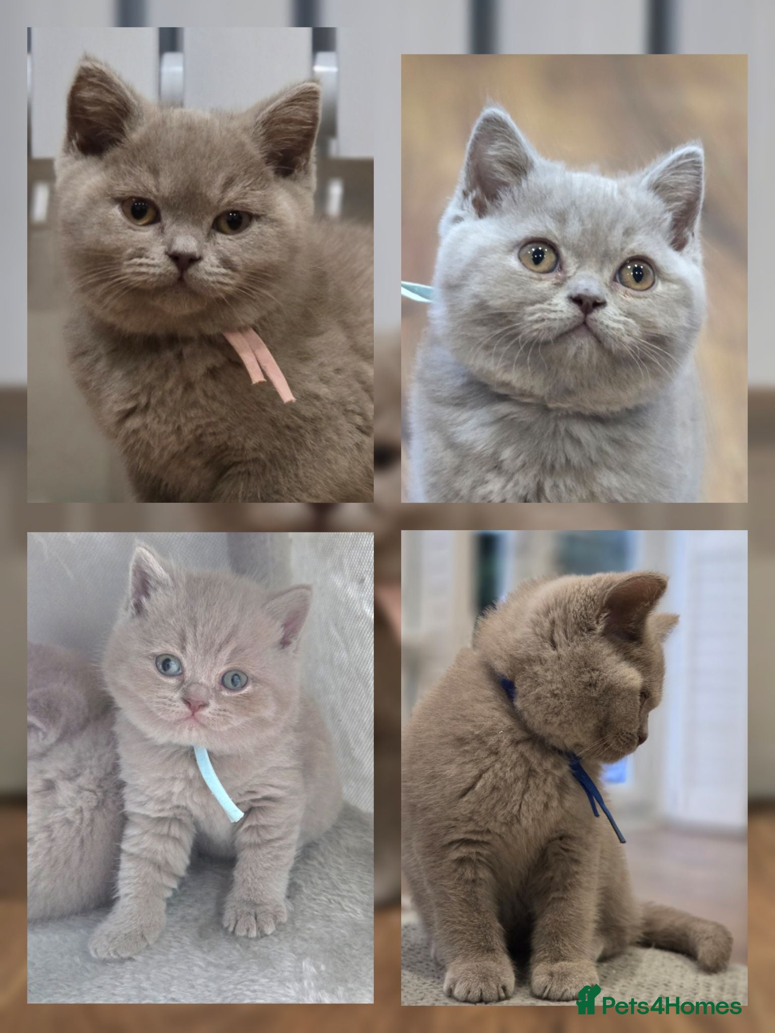 British Shorthair cats Beautiful Pure Breed ✨ British Shorthair Kittens ⭐ - Advert 1