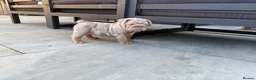 English Bulldog dogs for sale: Ready to Leave KC English Bulldog Puppies - Advert 9
