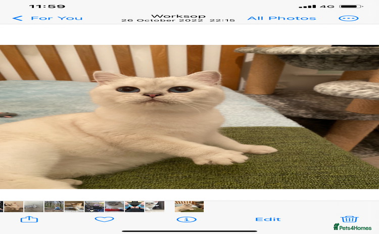 British Shorthair cats - Advert 2