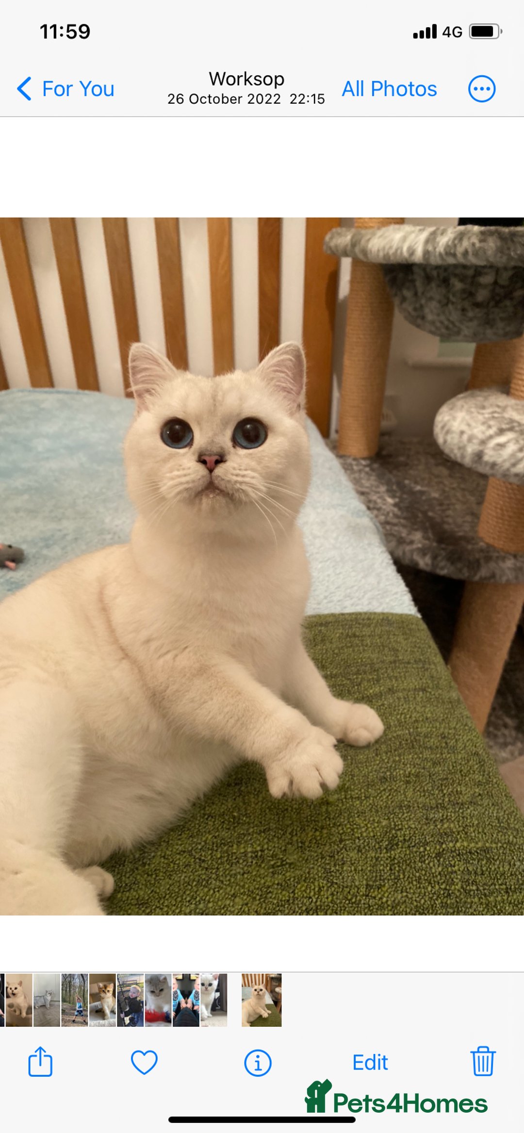 British Shorthair cats for sale: Stunning Silver Point Pedigree Girl - Image 1