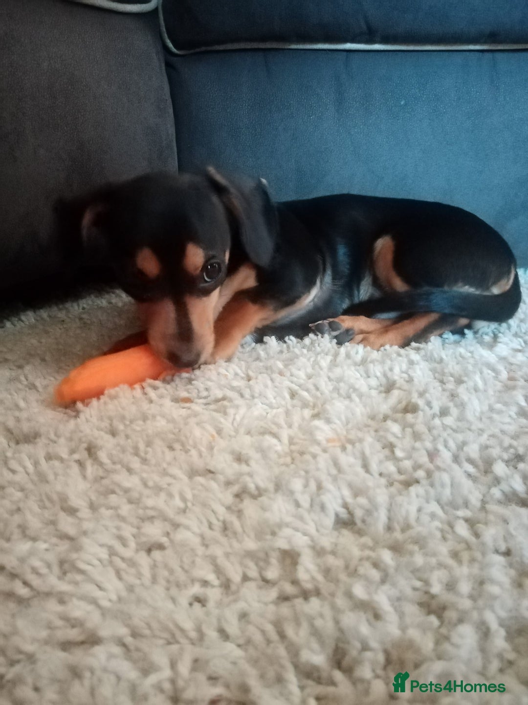 Miniature Dachshund dogs for sale: 11 Month old Miniature Dachshund - Image 1