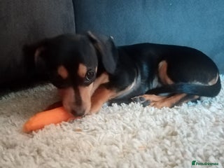 Miniature Dachshund dogs - Advert 1