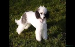 Mixed Breed dogs for sale: Stunning litter of Welsh Collie X Toy Poodle - Image 4