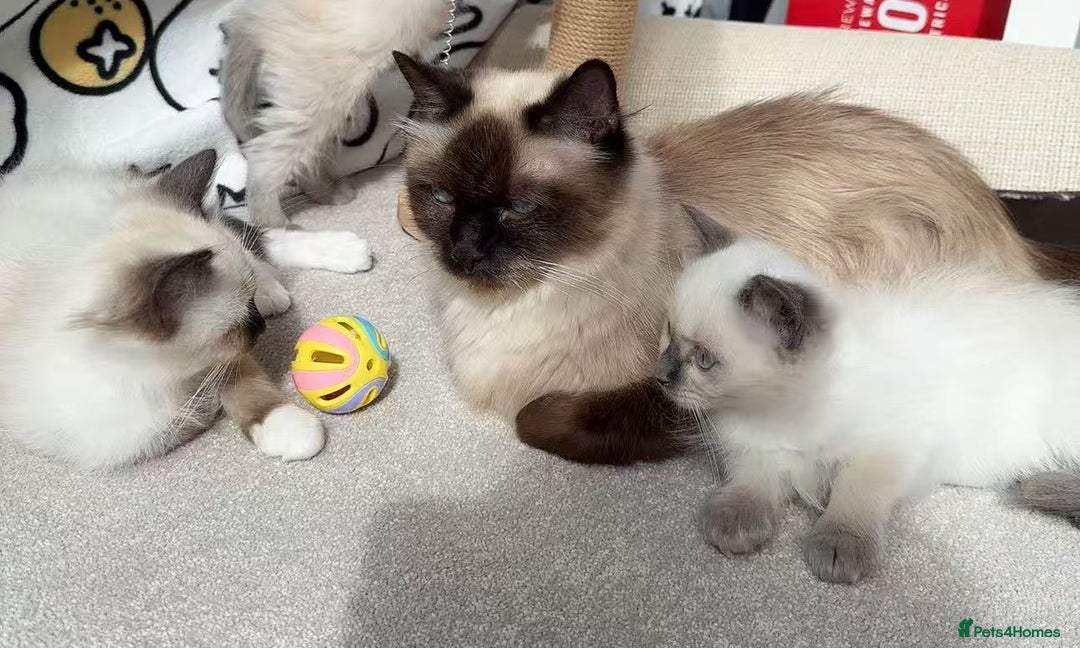 Ragdoll cats for sale: 2 Ragdoll kittens - Image 5