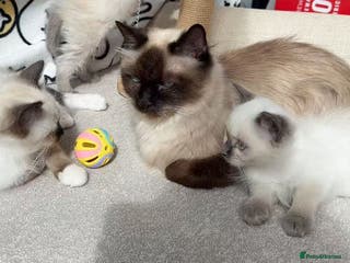 Ragdoll cats 2 Ragdoll kittens - Advert 12
