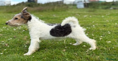 Fox Terrier dogs in Rhayader - Advert 16