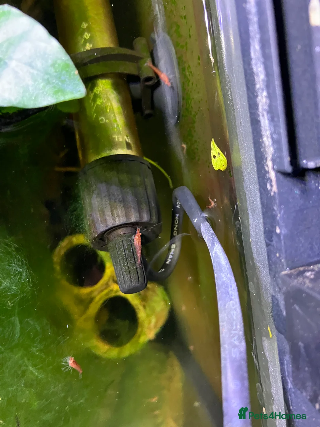 Shrimps fish for sale: Cherry shrimp - Juvenile and babies  - Advert 2