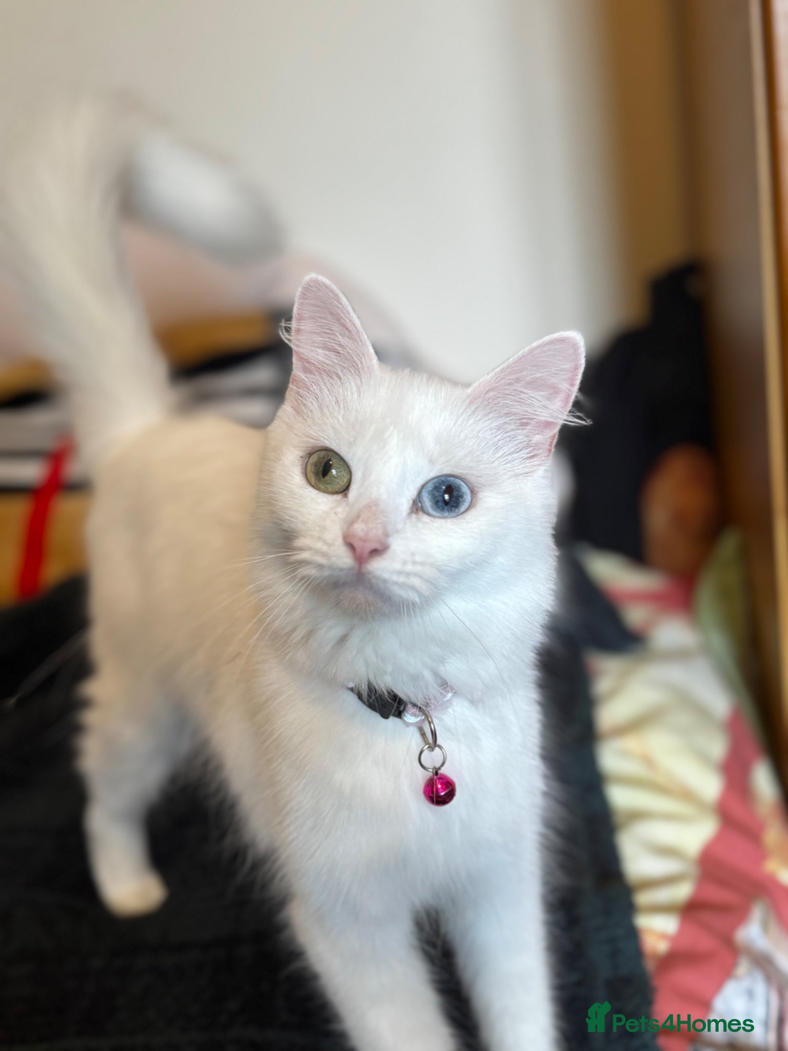 Turkish Angora cats Turkish angora with 2 different coloured eyes - Advert 4